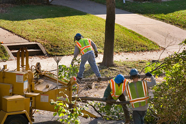 Large Tree Removal in Lighthouse Point, FL